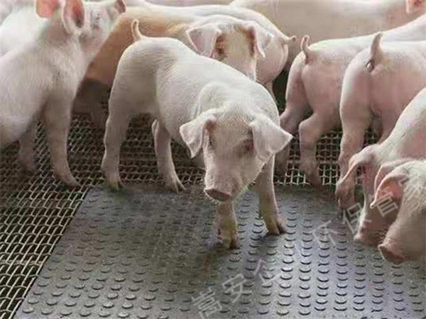 太平養(yǎng)殖場(chǎng)臭氣熏天，執(zhí)法部門(mén)通知限期整改